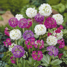 Primula plant seeds for sale  LLANELLI