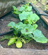 Bush pickle trellis for sale  Manville