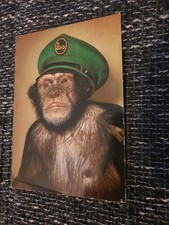 schimpanse gebraucht kaufen schimpanse gebraucht kaufen  Wuppertal