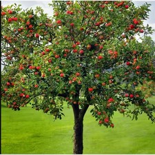 apple tree branches for sale apple tree branches for sale Grantsburg