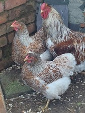 Buff laced wyandotte for sale  DOWNPATRICK