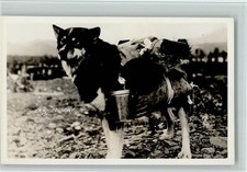 13061761 dog packed gebraucht kaufen 13061761 dog packed gebraucht kaufen  Eimeldingen