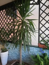 Pianta tronchetto della usato  Roma