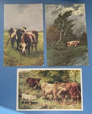 Cattle cows bulls for sale  Reedsville