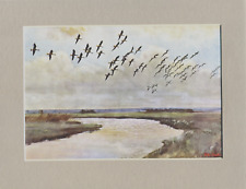 Peter scott pinkfeet for sale  SPALDING