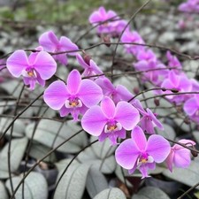 Phal. schilleriana silver for sale  Orlando