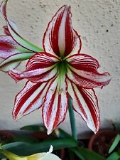 Hippeastrum papilio hybrid usato  Bagnoregio