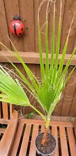 Washingtonia robusta cotton for sale  LEICESTER