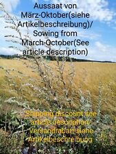 Artemisia comune artemisia usato  Spedire a Italy