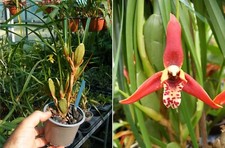 Maxillaria tenuifolia orchidé d'occasion  Fumel
