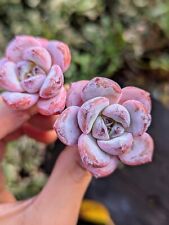 Echeveria star snow for sale  TUNBRIDGE WELLS
