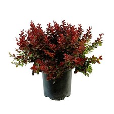 2.25 gal. crimson for sale  Gloucester Point