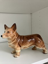 Large corgi dog for sale  BIRMINGHAM