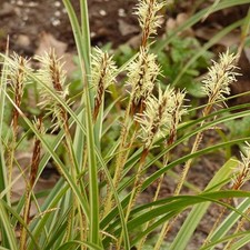 Turzyca Morrowa ‘Variegata’ P9/C1 na sprzedaż  PL