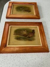 Vintage framed bird for sale  CREWE