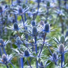 Eryngium zabelli big for sale  UK