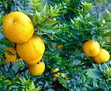 Citrus bergamia pianta usato  Napoli