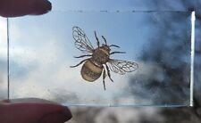 Stained glass bee for sale  BATTLE