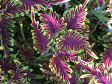 Coleus skeletal summer for sale  WORKSOP