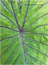Colocasia blue hawai d'occasion  Arzacq-Arraziguet
