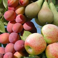 Mini orchard fruit for sale  ANDOVER