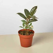 Seeds ficus elastica for sale  Spring City
