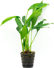 Anubias heterophylla lanceolat d'occasion  Expédié en Belgium