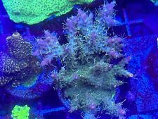 Wysiwyg live coral for sale  Washington