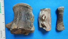 Cretaceous mosasaur fossil for sale  Rockville