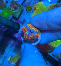 lps coral for sale  HATFIELD