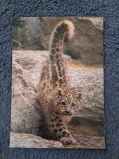 baby leopard gebraucht kaufen baby leopard gebraucht kaufen Hamburg