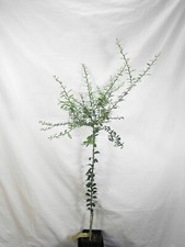 Florida finger lime for sale  Lithia