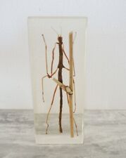 Véritable ancien insecte d'occasion  Paris XX