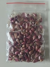 Knoblauch samen 100 gebraucht kaufen  Schweinfurt