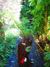 27inch trunk dicksonia for sale  OXFORD