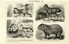 Nagetiere hase maus gebraucht kaufen  Göttingen