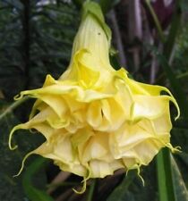 Triple yellow angel for sale  Ravensdale