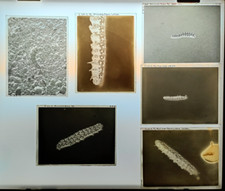 Vintage glass photograph for sale  WALLASEY