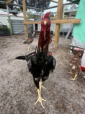 Indio gigante hatching for sale  Labelle
