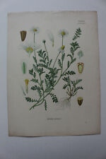 Plantes médicinales koehler d'occasion  Brioude