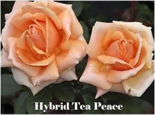 Fragrant climbing bush for sale  BIRMINGHAM