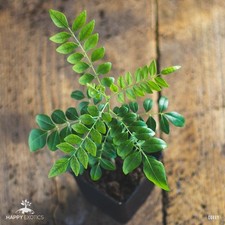 Plante arbre feuilles d'occasion  Expédié en France