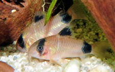 Panda corydoras inch for sale  Spring Hill