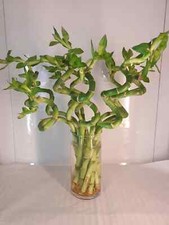 Lucky bamboo large for sale  Fort Lauderdale