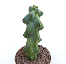 Myrtillocactus geometrizans fu usato  Napoli
