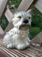 schnauzer pup for sale schnauzer pup for sale Toledo
