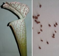 Semi sarracenia leucophylla usato  Grumo Appula