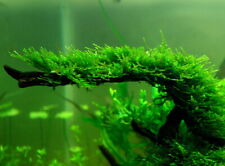 Christmas moss live for sale  DRONFIELD