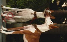 Picture postcard dogs for sale  NEWCASTLE UPON TYNE
