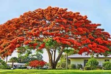 Live plant royal for sale  New Port Richey